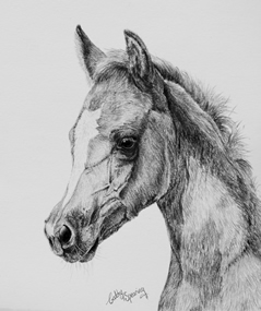 arab foal